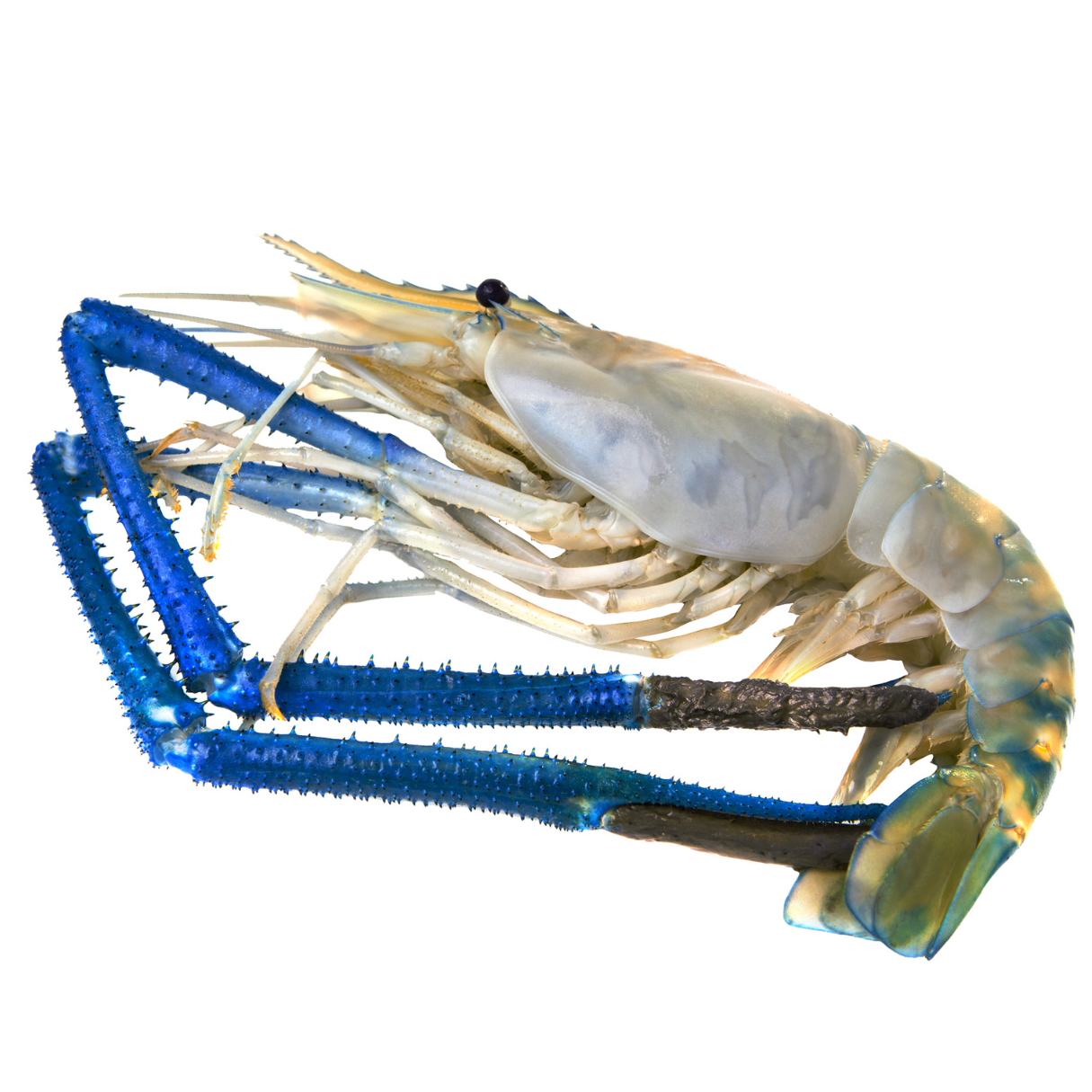 Giant Freshwater Prawn( Scampi)